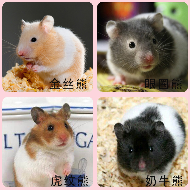 金丝熊眼圈熊黑熊紫仓，布丁仓鼠公母可选